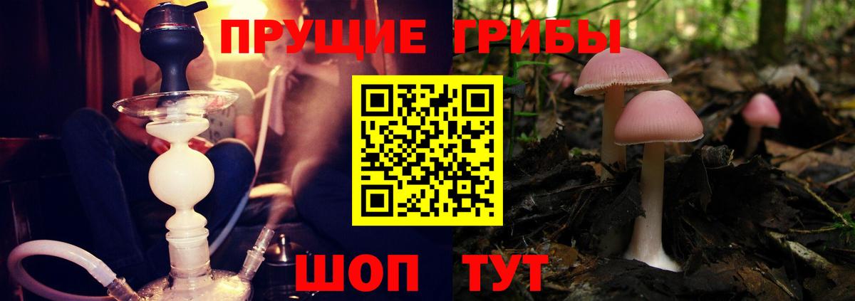Псилоцибиновые грибы Psilocybe Гуково